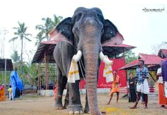 ആനപ്രേമികളുടെ പ്രിയ താരം ഈരാറ്റുപേട്ട അയ്യപ്പൻ ചരിഞ്ഞു