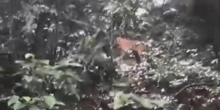 കക്കയം ഡാം റോഡരികിൽ വനം വകുപ്പ് വാച്ചർമാർ കടുവയെ കണ്ടു