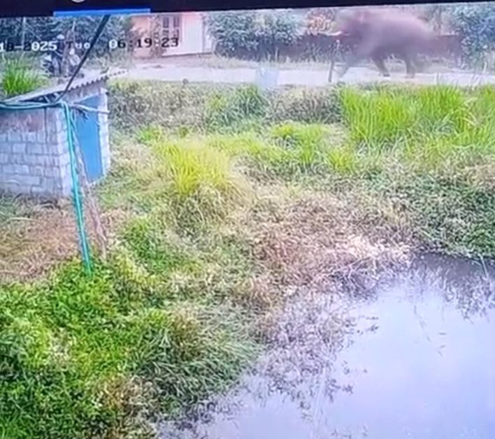 സ്കൂട്ടർ യാത്രികന് നേരെ കാട്ടാനയുടെ ആക്രമണം