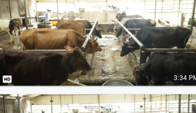 അയ്യപ്പനുവേണ്ടി പാല്‍ ചുരത്തുകയാണ് ഗോശാലയിലെ പശുക്കൾ